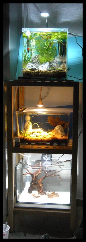 Littleshrimpaniacs10.jpg Littleshrimpaniacs10.jpg