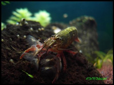 GarneleMolukken.jpg GarneleMolukken.jpg