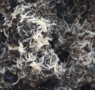 20230429_131027.jpg 20230429_131027.jpg