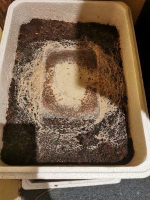 enchykiste.jpeg enchykiste.jpeg