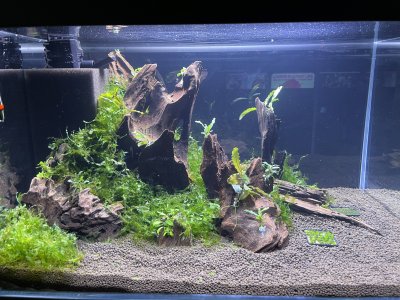 Aquarium 90l (8).jpg