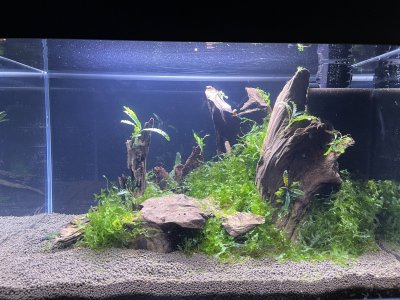 Aquarium 90l (9).jpg