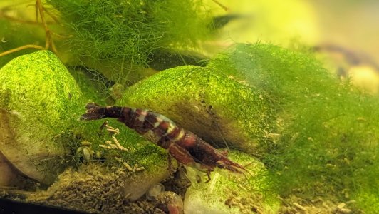 Rili bei Black Carbon.jpg