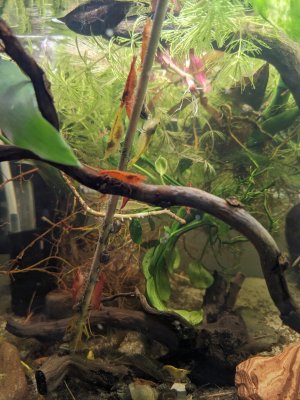 yellow mit Eiern und Sakura auf Stab schön neutral   2.jpg