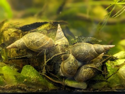 Black und Schnecken Haufen mehr Schnecken   2.jpg