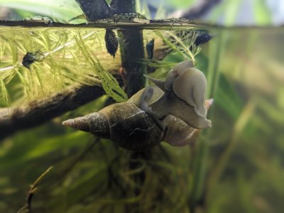 Yodas 2 ineinander   2.jpg