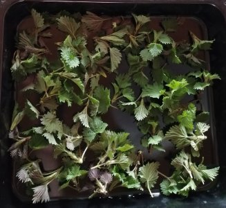 IMG_20240329_144053.jpg IMG_20240329_144053.jpg