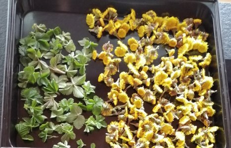 IMG_20240329_144037.jpg IMG_20240329_144037.jpg