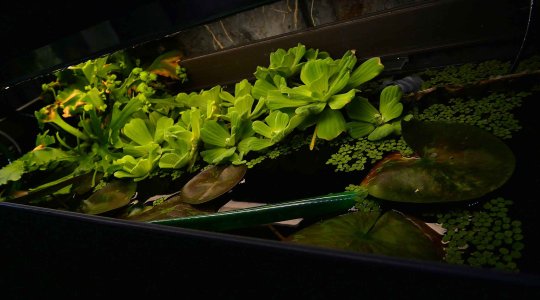 Seerosenblätter im Biotopaquarium P. simulans.jpg