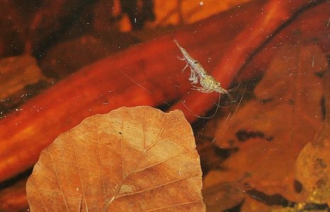 comp_P1018381Neocaridina davidi.jpg