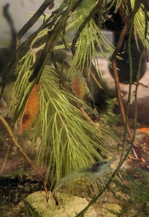 blue mit orangen und gelben Eiern.jpg blue mit orangen und gelben Eiern.jpg