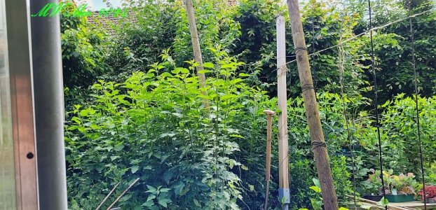 Gewächshaus brennesseln.jpg