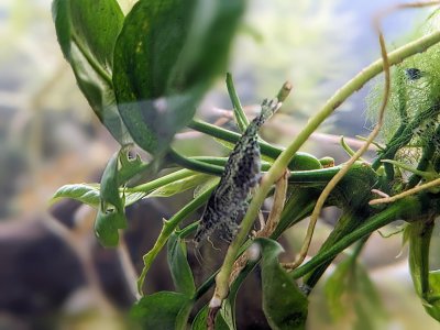 Black marmoriert mit Eiern solo.jpg Black marmoriert mit Eiern solo.jpg