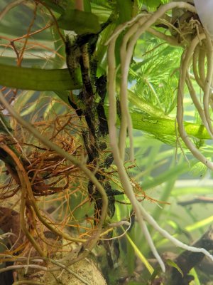 Black Carbon hochkant neu mit Wurzeln #2 sehr gut 3.jpg Black Carbon hochkant neu mit Wurzeln #2 sehr gut 3.jpg