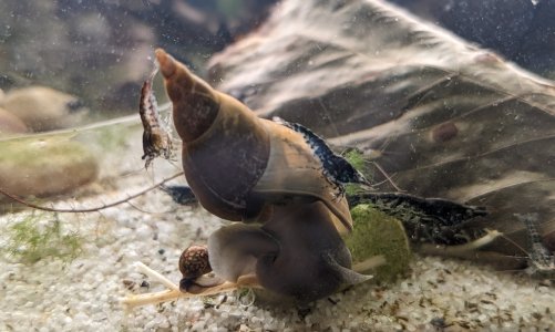 Yoda mit black paar Boden 2.jpg Yoda mit black paar Boden 2.jpg