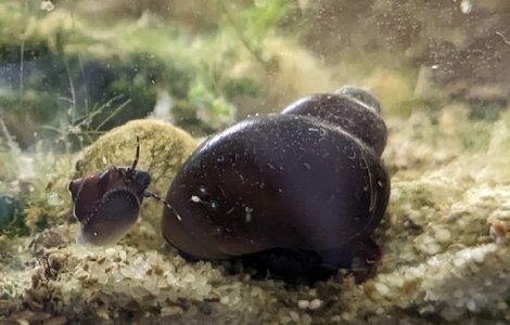 Blueberry Nachwuchs.jpg Blueberry Nachwuchs.jpg