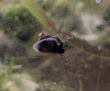 blueberry mini.jpg blueberry mini.jpg