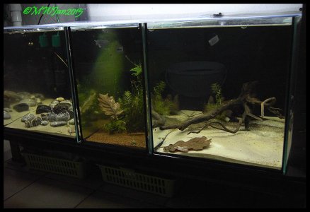 FischkellerJan15 Bd.4.jpg FischkellerJan15 Bd.4.jpg