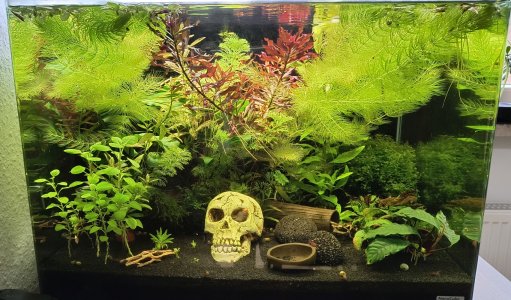 70l_Chaos.jpg 70l_Chaos.jpg