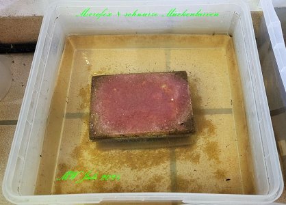 Microfex und schwarze Mückenlarven 2.jpg Microfex und schwarze Mückenlarven 2.jpg