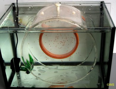 Kreisel1.jpg Kreisel1.jpg