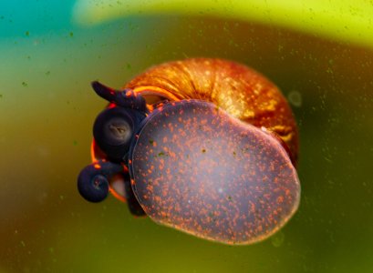 Blueberry 4 Monate WRGB-8595.jpg Blueberry 4 Monate WRGB-8595.jpg