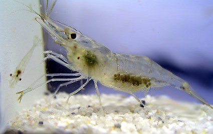 Varians Weibchen+Jungtier.jpg Varians Weibchen+Jungtier.jpg