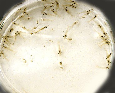 P.varians Jungtiere.jpg P.varians Jungtiere.jpg