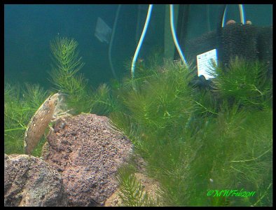 Garnelefächer3.jpg Garnelefächer3.jpg