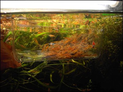 GarnelenOrangeSakura.jpg GarnelenOrangeSakura.jpg