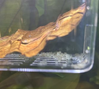 IMG_4046.jpeg IMG_4046.jpeg