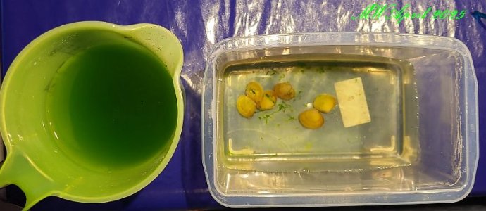 Körbchenmuscheln 4.2025 2.jpg