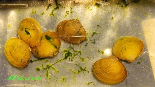 Körbchenmuscheln 4.2025.jpg