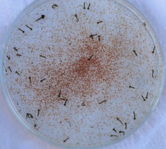 Mpinamix.JPG Mpinamix.JPG