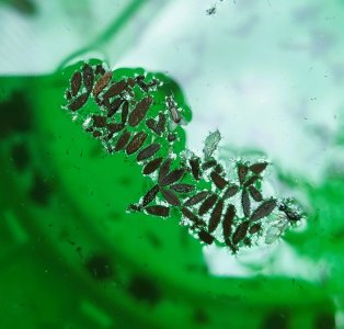 Müla1.jpg Müla1.jpg