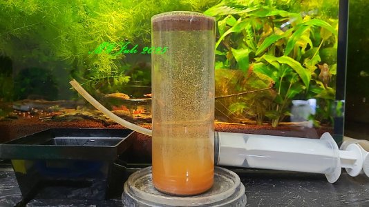 Artemia trennen.jpg Artemia trennen.jpg