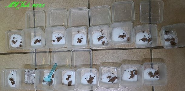 Artemia Mischung.jpg Artemia Mischung.jpg