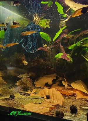 Blaubeerchen alle Jan 2024.jpg