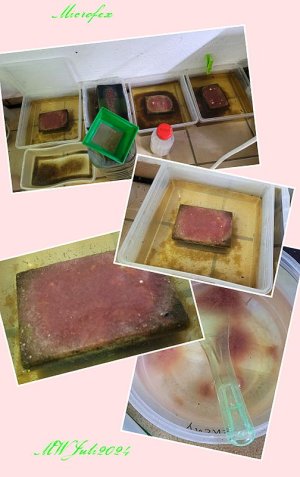 Microfex und schwarze Mückenlarven 1.jpg Microfex und schwarze Mückenlarven 1.jpg