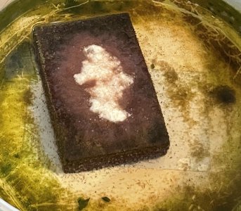 IMG_4394.jpeg IMG_4394.jpeg