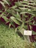 Microsorium pteropus01.jpg Microsorium pteropus01.jpg
