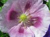 lila_mohn_1_passig_gemacht.jpg lila_mohn_1_passig_gemacht.jpg