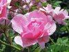 rose_rosa_1_passig_gemacht.jpg rose_rosa_1_passig_gemacht.jpg