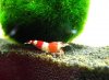 Crystal-Red-2.jpg
