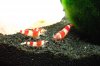 Crystal-Red-3.jpg