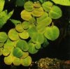 phyllanthus$20fluitans$203$20small.jpg