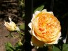 Engl-Rose-3.JPG