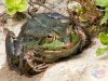 comp_Frosch-005-1.jpg
