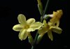 Winterjasmin-01.jpg