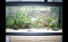 aquarium6.JPG aquarium6.JPG